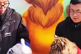 笑喷，动物园搞“虎兔交接”仪式，小老虎嗷呜一口，兔子险成年夜饭图片