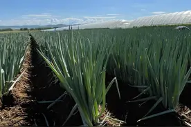 大葱喜获丰收 致富路上“葱”满希望图片