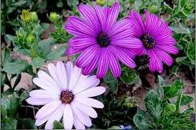 扎心语录，句句入魂1图片