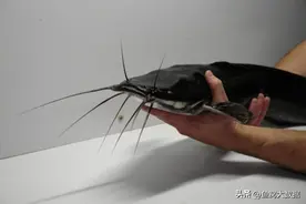 革胡子鲶引进40年后，它走下餐桌，成了入侵我国最成功的外来鱼种图片