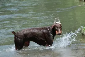 为何“杜宾犬”很少人养？再优秀，也躲不过这些问题图片