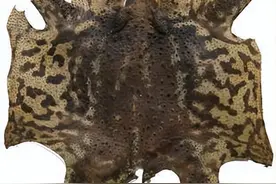 癞蛤蟆皮也能抗癌，清热凉血、解毒散结，适用多种癌症图片