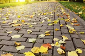 分享秋天落叶唯美的图片图片