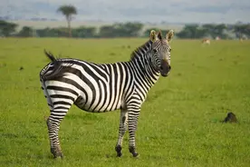 动物能理解"死亡"吗？它们也会举办葬礼，哀悼遗体，但另有原因图片