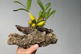 太神奇！原来盆栽天花板——附石盆景，自己在家也能种！图片