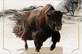 石榴科普 | 新疆国家重点保护野生动物科普——野牦牛图片