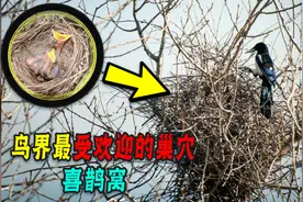 喜鹊窝是怎么避雨的？为何不怕雨雪，看它如何筑巢你就知道了图片