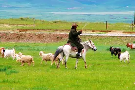为啥在内蒙古大草原上，当地人更爱煮羊肉，而不是美味的烤羊肉？图片