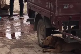 江苏：小哥花1000救狗肉馆旁即将被宰的金毛，而狗狗却早已被吓坏图片
