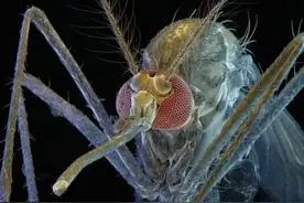 人类进化并不完美，有的生物早进化出机械装置，复杂程度令人称奇图片