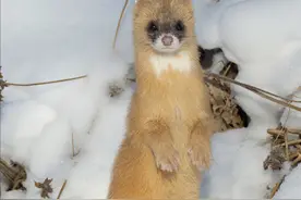 在农村横着走的黄鼠狼，浑身上下都是宝，但为什么没人敢养？图片