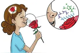 我们是怎么闻到气味的？图片