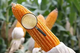 玉米中能提炼出黄金？生物的富集作用，到底隐藏了多少未知？图片