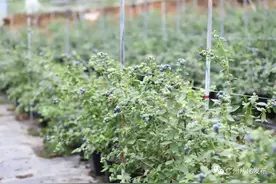 美味“蓝”不住！从化蓝莓成熟，硬币般大小！图片