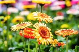 《人间失格》：面具戴久了，就再也摘不下来了图片