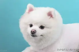 狗是人类的朋友，人类却未必是狗的朋友图片