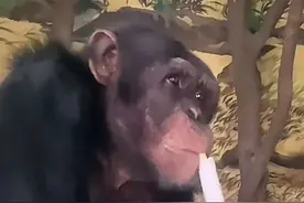 山东大猩猩一天吃一棵大葱三四瓣蒜！网友：入乡随俗图片