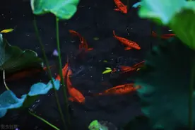 十首鱼儿及鲤鱼的诗词，活泼可爱，以“鲤鱼跃龙门”鼓舞我们上进图片