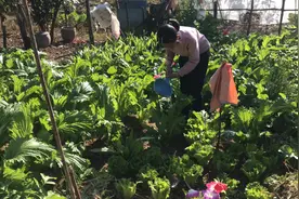 已不是第一次！老人种菜送子女却致1死3中毒，菜地土壤检出毒鼠强图片