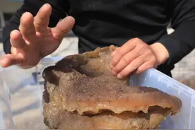 有哪些违背生命规律的生物？跳出三界外的“太岁”，你听说过吗？图片