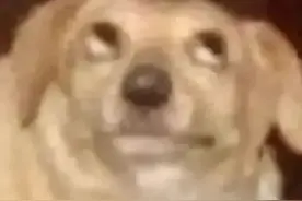 表情包|头都大了图片