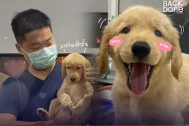 中国男子小金毛爱犬走失后，意外成为泰国警局“团宠”…图片