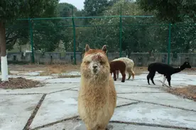 萌宠一箩筐！金井三珍虎园迎来“新”伙伴图片