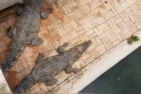 不慎掉进鳄鱼池，柬埔寨男子惨遭鳄鱼撕咬图片