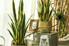 虎皮兰“最怕5件事”，避开新芽爆满盆，不然，一年也不长图片