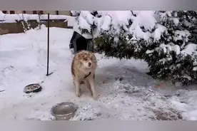 边牧被拴雪地3年，过着挨饿受冻的生活，却永远等不回出国的主人图片