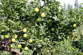 去年一斤7毛难卖，如今涨上2元，果农却无奈：这品种也不行图片