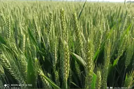 小麦进入扬花灌浆期，忽视了这三点，当心减产！图片