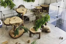 新手养兔指南（下）— 饮食起居篇图片