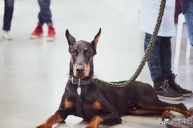 杜宾犬长什么样图片