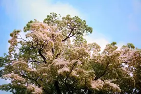 临沂市费县马庄镇：千年流苏为君图片