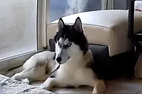 网友在家里装了个监控，结果被二哈发现后，画面不忍直视了图片