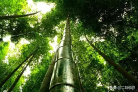大竹笋的传说图片