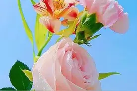 你，是我一生都放不下的人图片