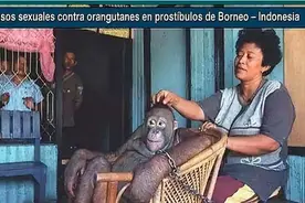 2003年，印尼红毛母猩猩被囚禁6年，获救后见到“妈妈”行为古怪图片