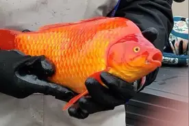 螃蟹之后，这里的金鱼也泛滥成灾了图片