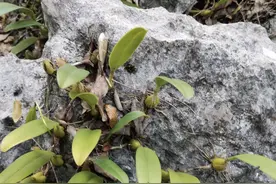 潮湿的石缝里，长出一种“石仙桃”，茎叶比根系珍贵，煲汤是一绝图片