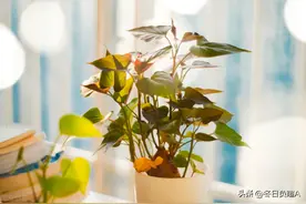 100首对联名句鉴赏：意境高雅，对仗工整，音律合协图片