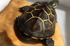 没想到在此之前，你的养龟认知都是错的图片