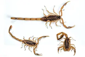 富贵险中求？捉蝎大军又起，一夜能赚1000元，不怕中毒吗？图片