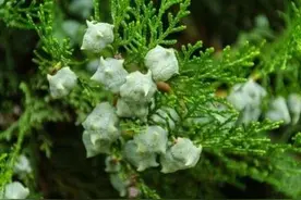 中药古今研究：柏木图片