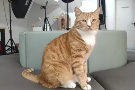 定一科普｜一张图知道：猫咪身上的花纹，都是怎么来的图片