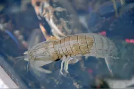 皮皮虾其实并不是虾类！世界上最大的皮皮虾有1.6米长图片