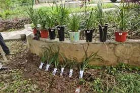 涉案21万余株！湖北警方破获全国涉兰草第一大案图片