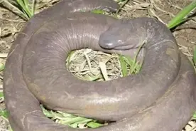 排行前十的奇形怪状的蛇图片