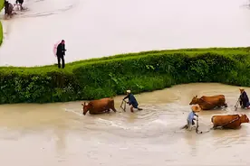 从秦朝的亩产65公斤到今天亩产过千斤，中国各时期粮食产量有多少图片